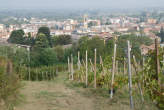 20090926_093124 Vigna.jpg